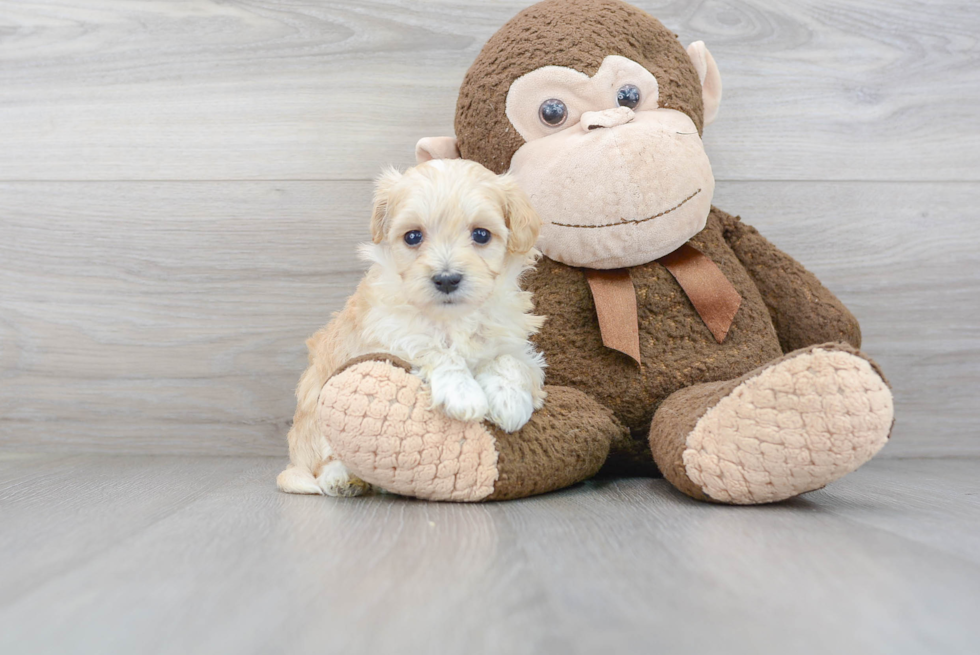 Maltipoo Puppy for Adoption