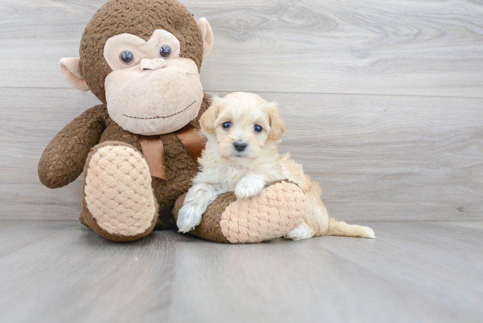 Playful Maltese Poodle Poodle Mix Puppy