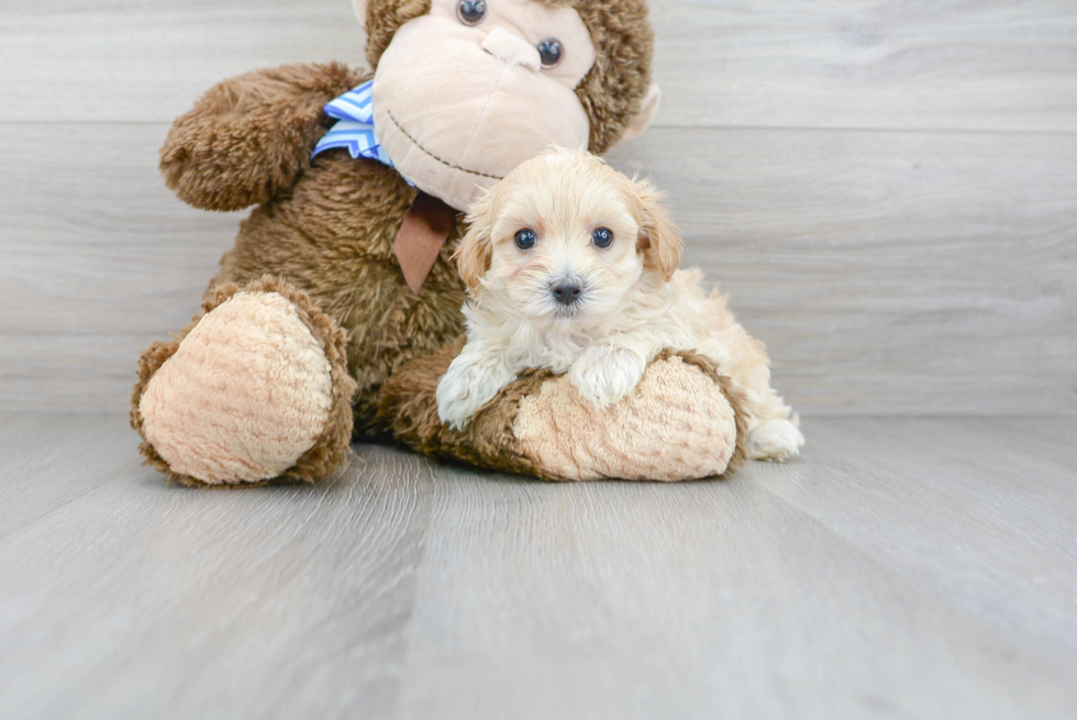 Adorable Maltepoo Poodle Mix Puppy