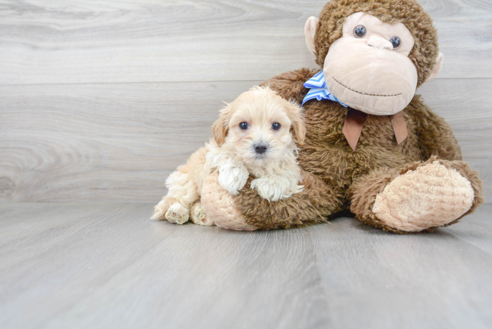 Maltipoo Pup Being Cute