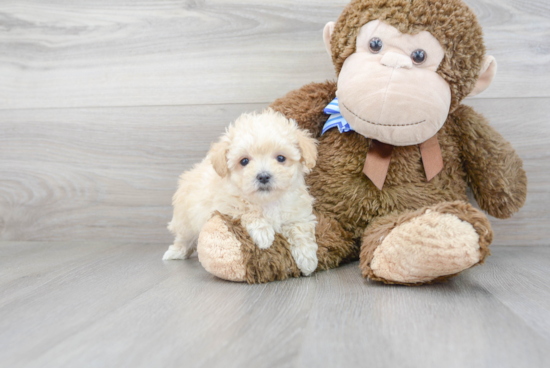 Small Maltipoo Baby