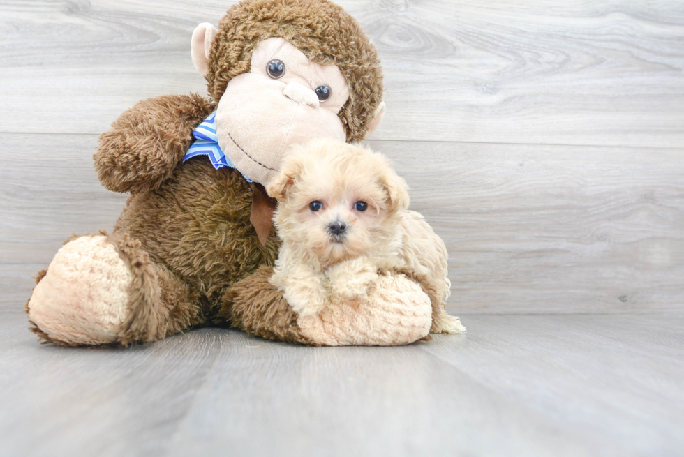 Maltipoo Puppy for Adoption