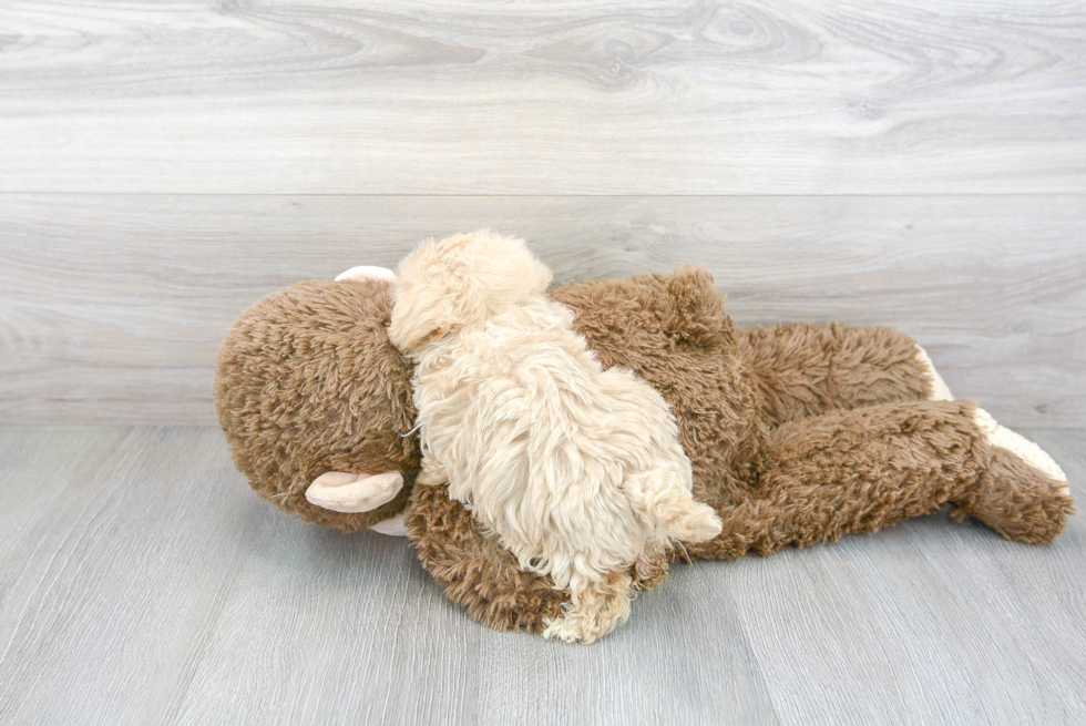 Playful Maltepoo Poodle Mix Puppy