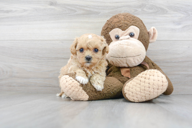 Maltipoo Pup Being Cute