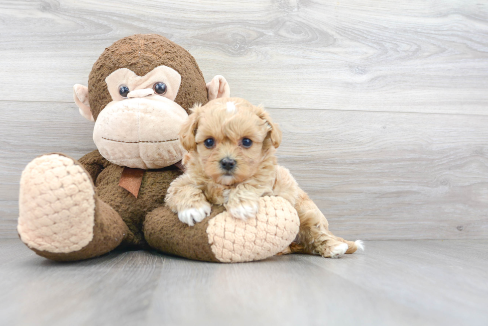 Little Maltese Poodle Poodle Mix Puppy