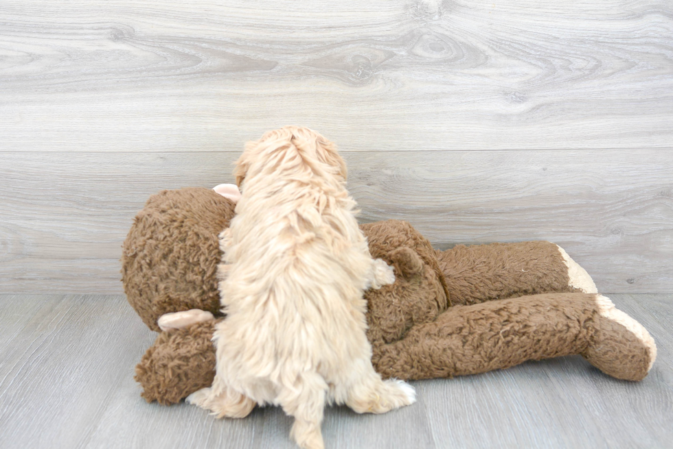 Petite Maltipoo Poodle Mix Pup