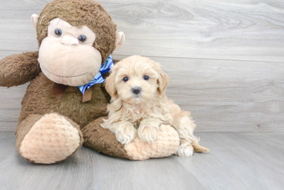 Fluffy Maltipoo Poodle Mix Pup