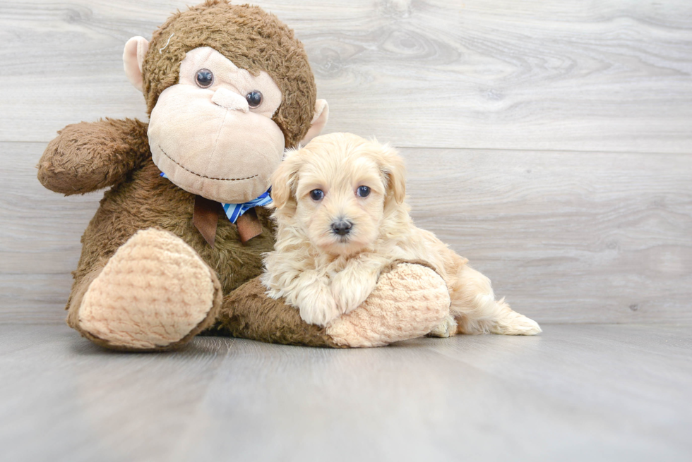 Smart Maltipoo Poodle Mix Pup