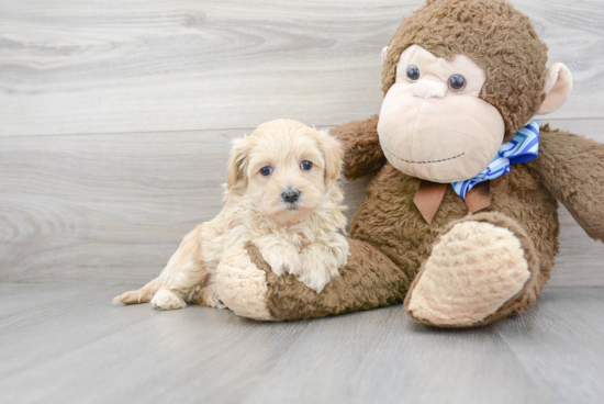 Maltipoo Puppy for Adoption