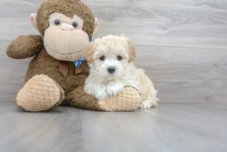 Smart Maltipoo Poodle Mix Pup