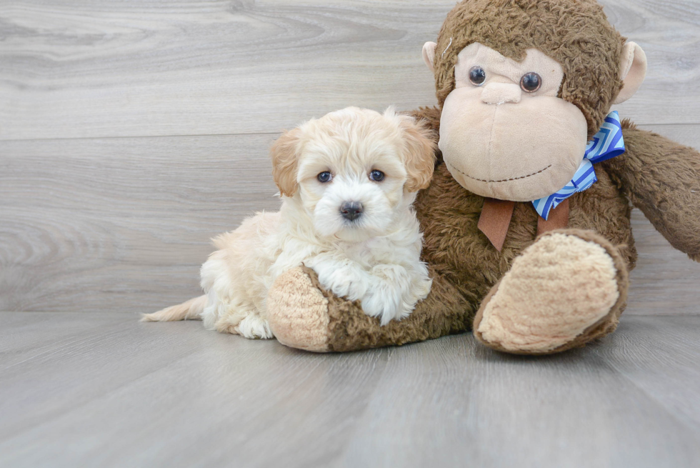 Maltipoo Pup Being Cute