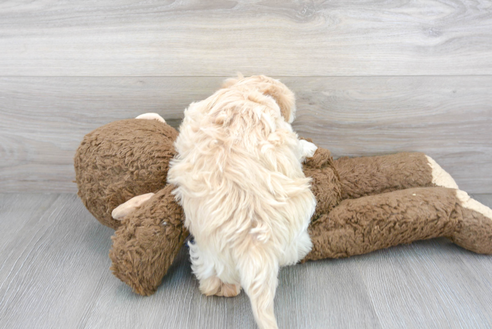 Playful Maltepoo Poodle Mix Puppy