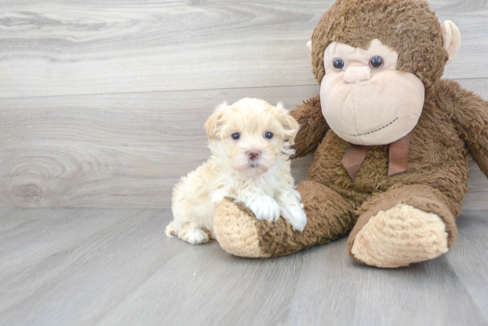 Best Maltipoo Baby