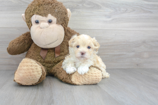 Small Maltipoo Baby