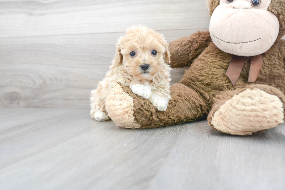 Adorable Maltepoo Poodle Mix Puppy