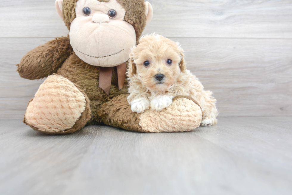 Happy Maltipoo Baby