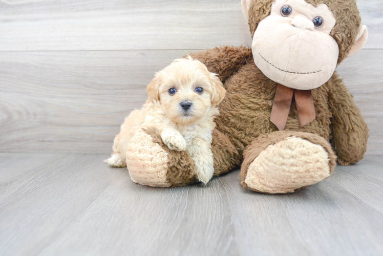 Friendly Maltipoo Baby