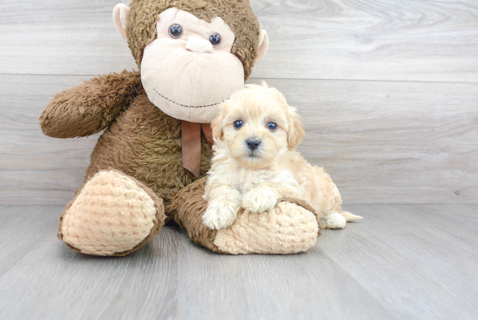 Hypoallergenic Maltepoo Poodle Mix Puppy