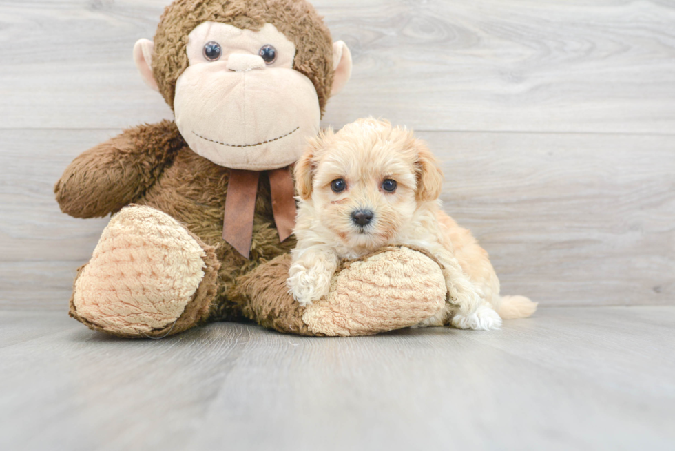 Sweet Maltipoo Baby