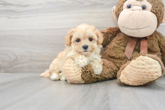 Popular Maltipoo Poodle Mix Pup