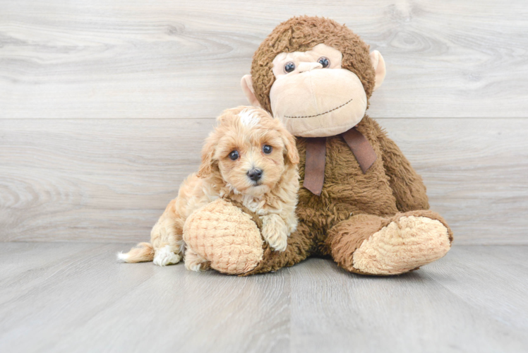 Best Maltipoo Baby