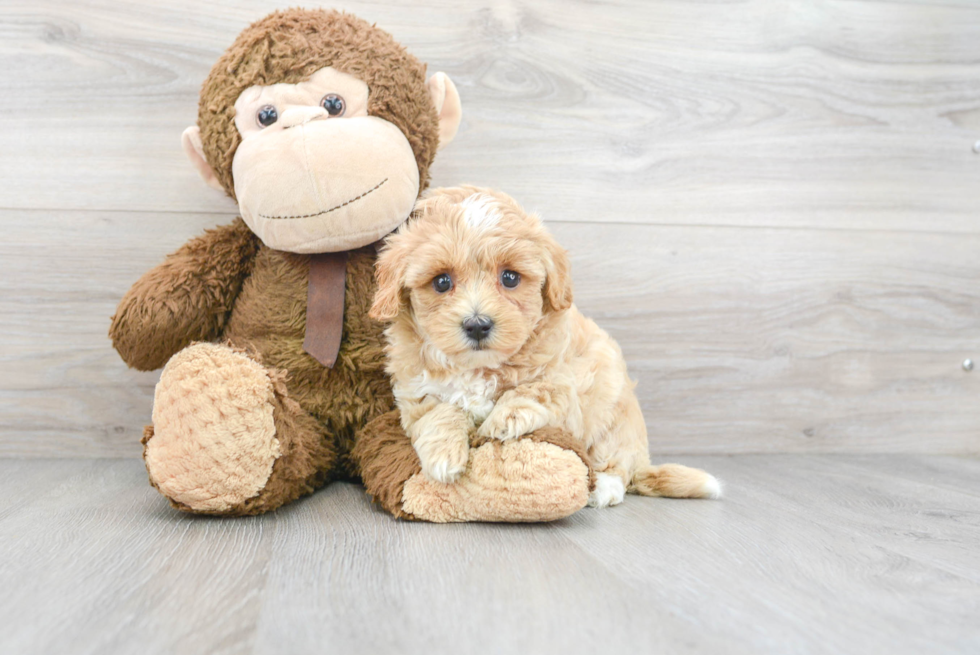 Best Maltipoo Baby