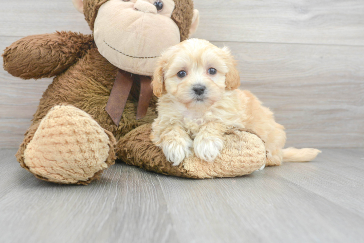 Maltipoo Pup Being Cute