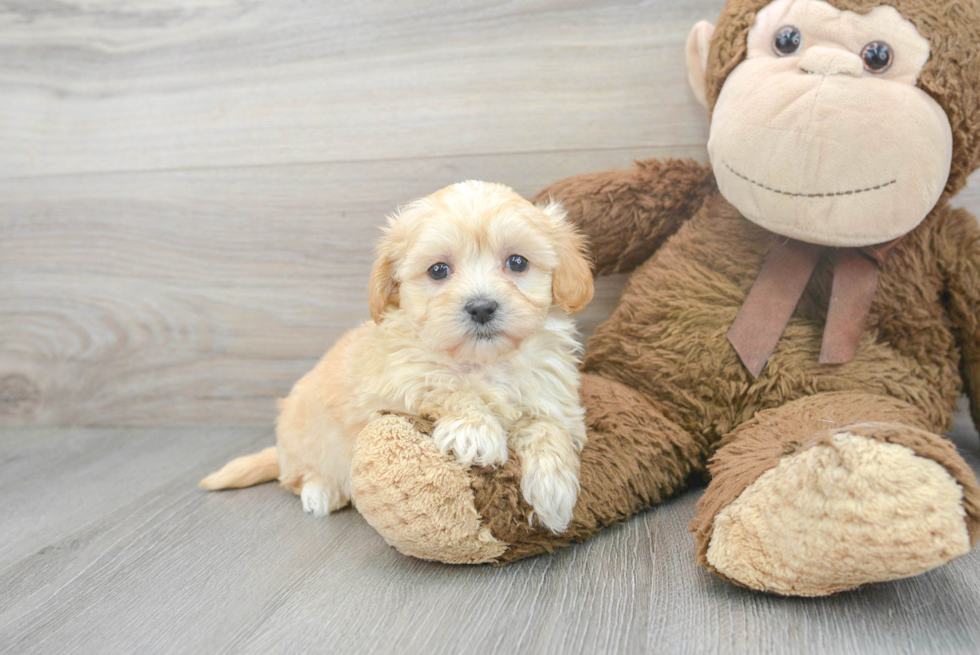 Small Maltipoo Baby