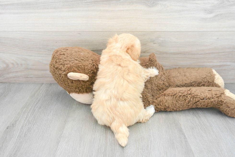 Funny Maltipoo Poodle Mix Pup