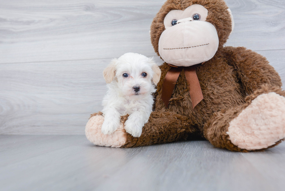 Small Maltipoo Baby