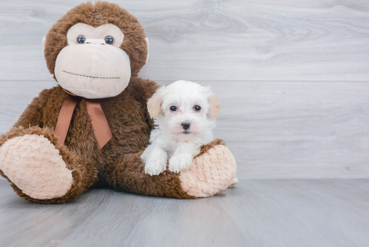 Petite Maltipoo Poodle Mix Pup