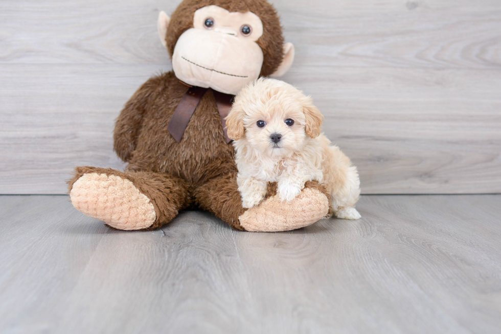 Adorable Maltepoo Poodle Mix Puppy