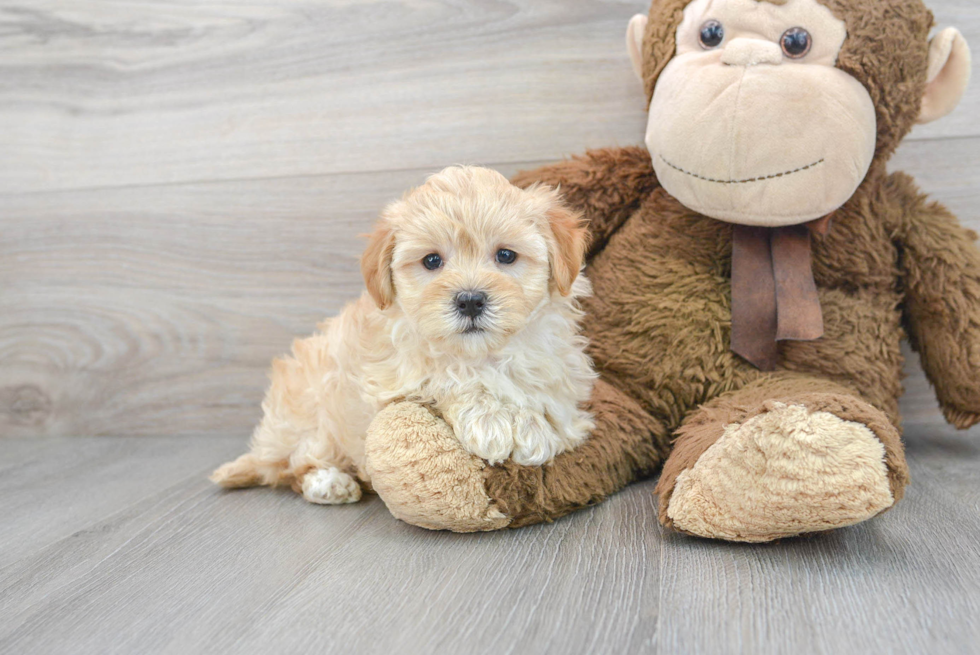 Best Maltipoo Baby