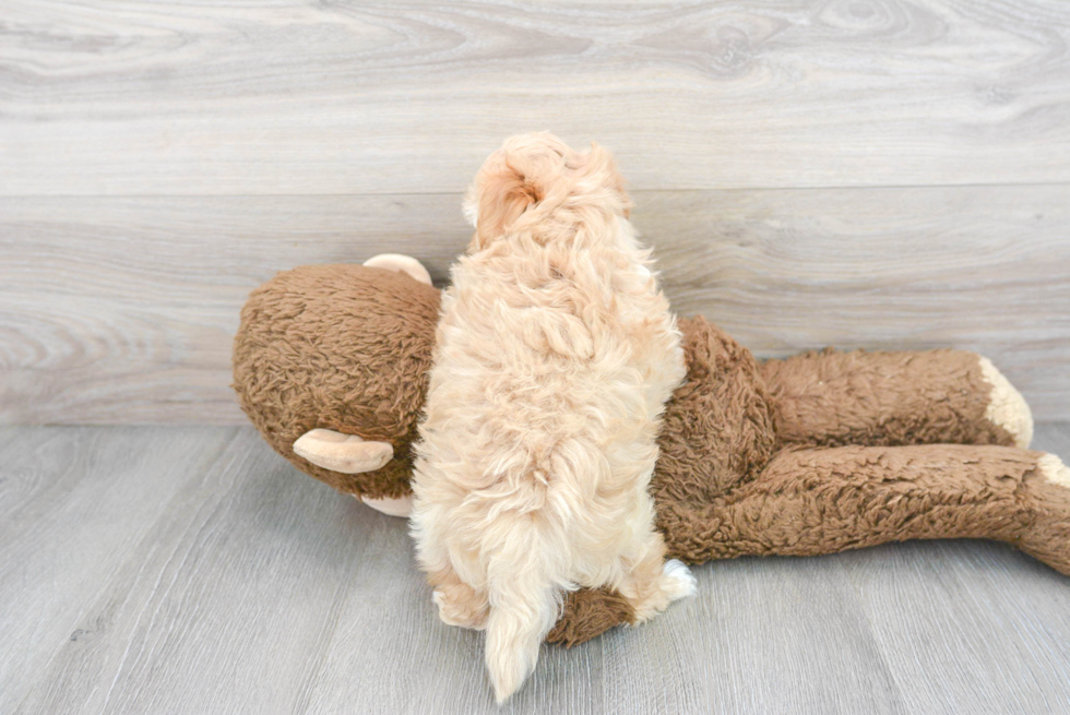 Adorable Maltese Poodle Poodle Mix Puppy