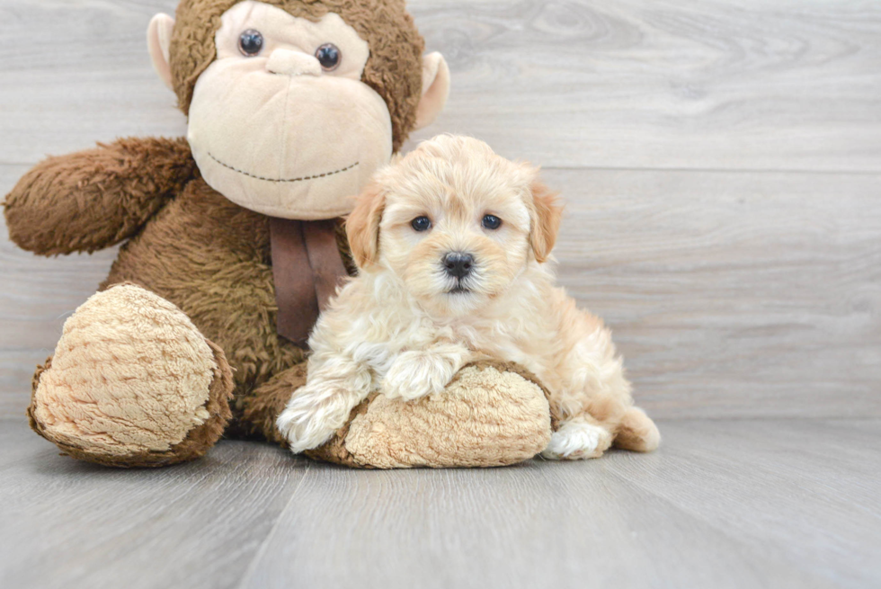 Maltipoo Pup Being Cute