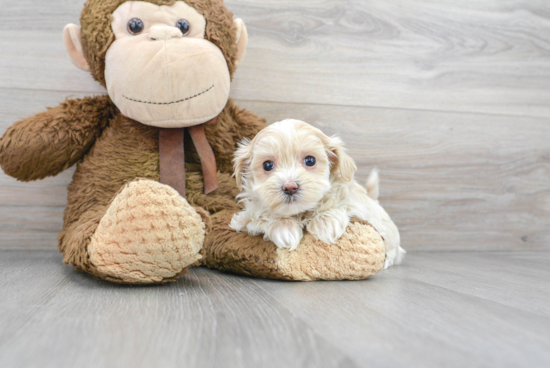 Best Maltipoo Baby