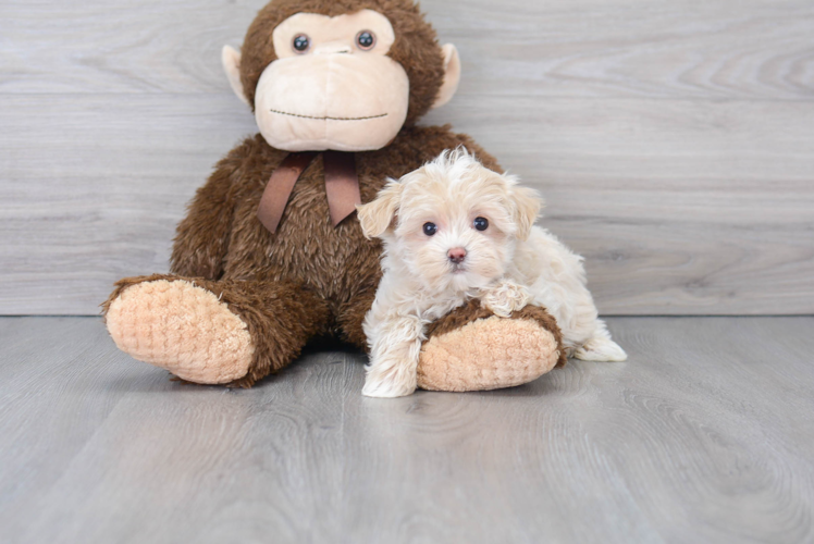 Maltipoo Pup Being Cute