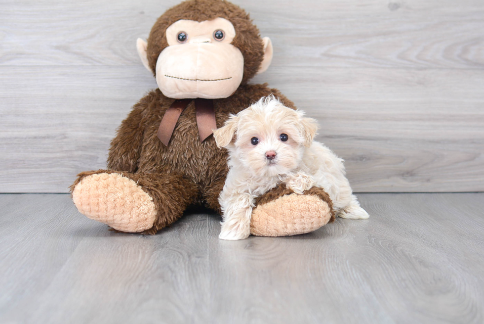 Maltipoo Puppy for Adoption