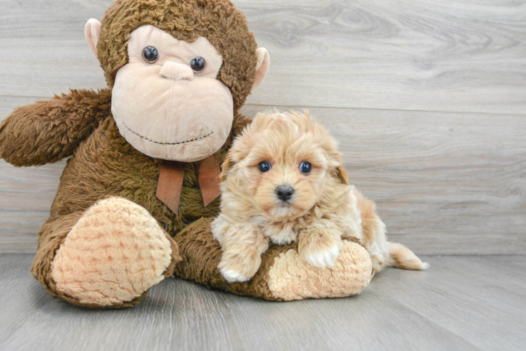 Funny Maltipoo Poodle Mix Pup