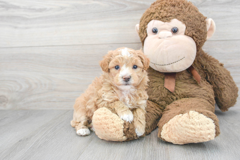 Best Maltipoo Baby