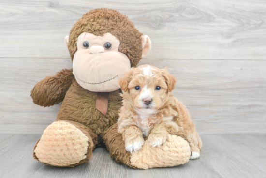 Maltipoo Pup Being Cute