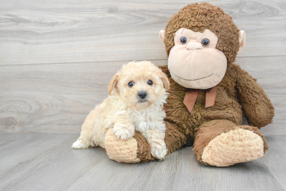 Playful Maltepoo Poodle Mix Puppy