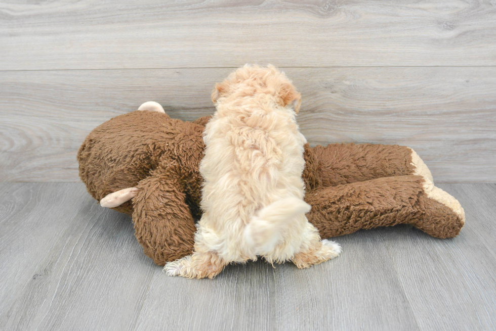 Maltipoo Pup Being Cute