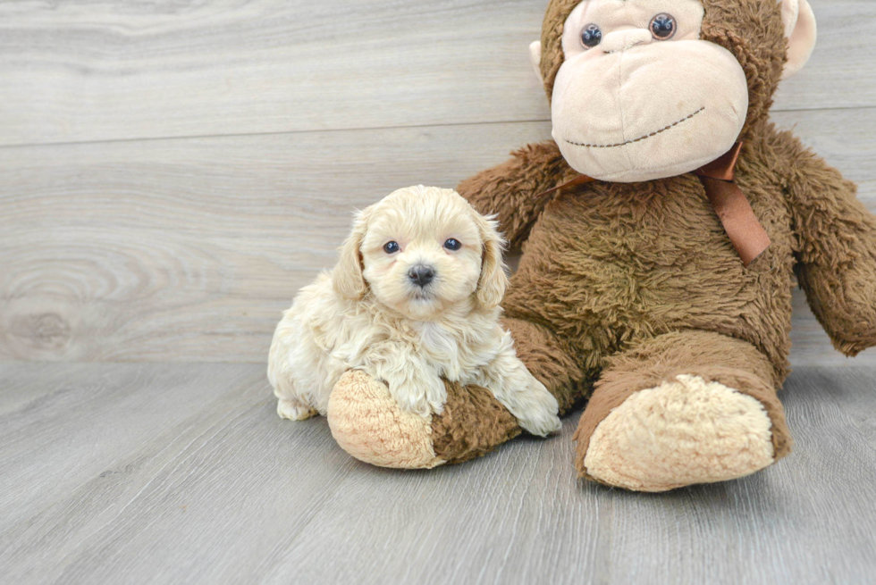 Maltipoo Puppy for Adoption