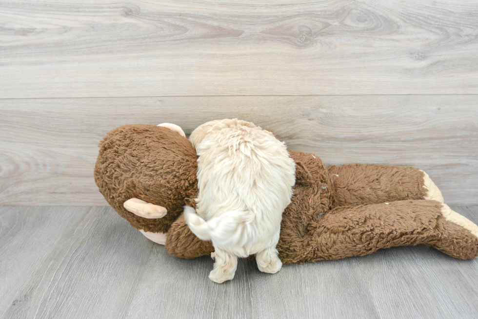 Popular Maltipoo Poodle Mix Pup