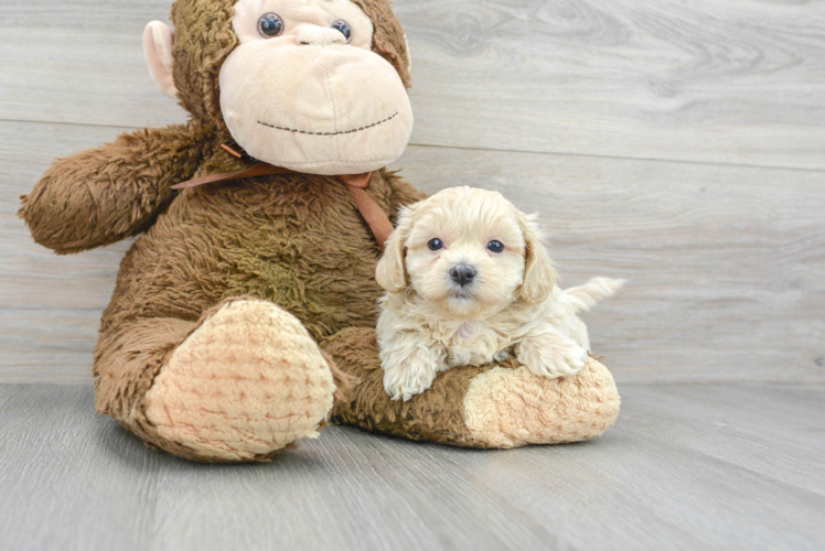 Maltipoo Pup Being Cute