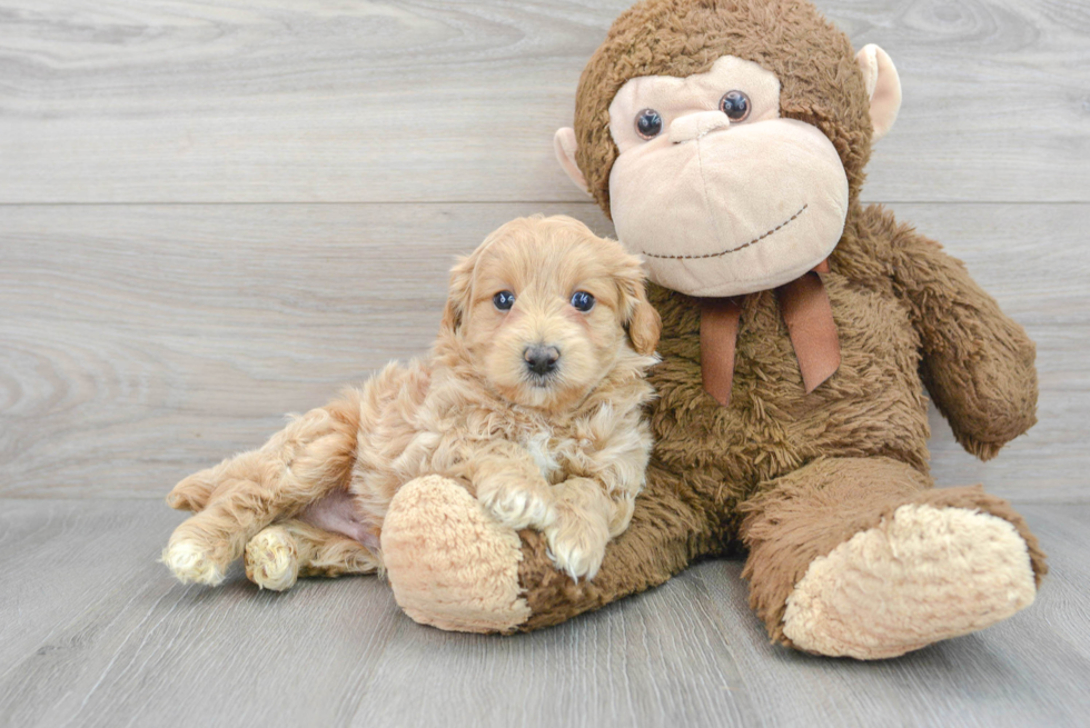 Maltipoo Pup Being Cute