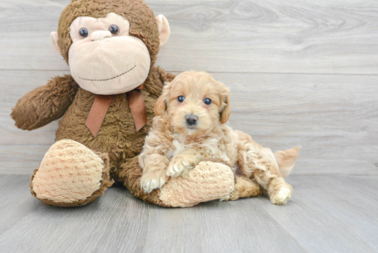 Funny Maltipoo Poodle Mix Pup