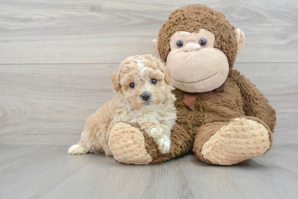 Petite Maltipoo Poodle Mix Pup