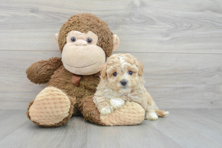 Maltipoo Pup Being Cute